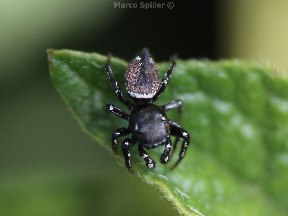 Heliophanus sp. - Vicenza (VI)